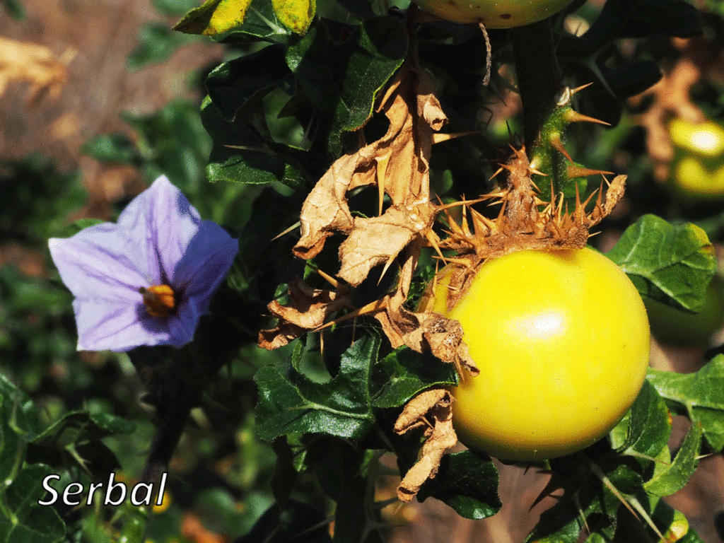 Solanum linnaeanum (Tomatillo del diablo) Naturaleza Para Todos