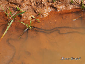 Puesta-sapo-corredor1-web