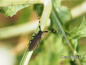 Agapanthia-annularis-(2)web
