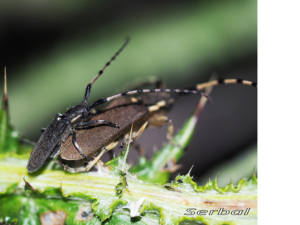 agapanthia-annularis1-web