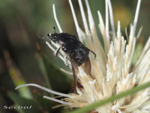escarabajo-del-sudario-jun16web