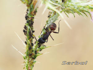 Camponotus-cruentatus-(2)-web