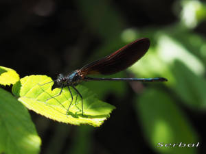 calopteryx-virgo-macho-inmaduro1-web