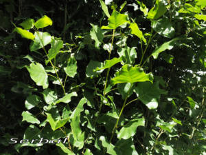 Populus-nigra-hojas-web