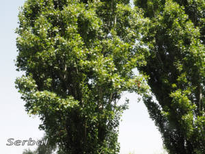 Populus-nigra-ramas-web