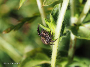 xysticus-cristatus1-web