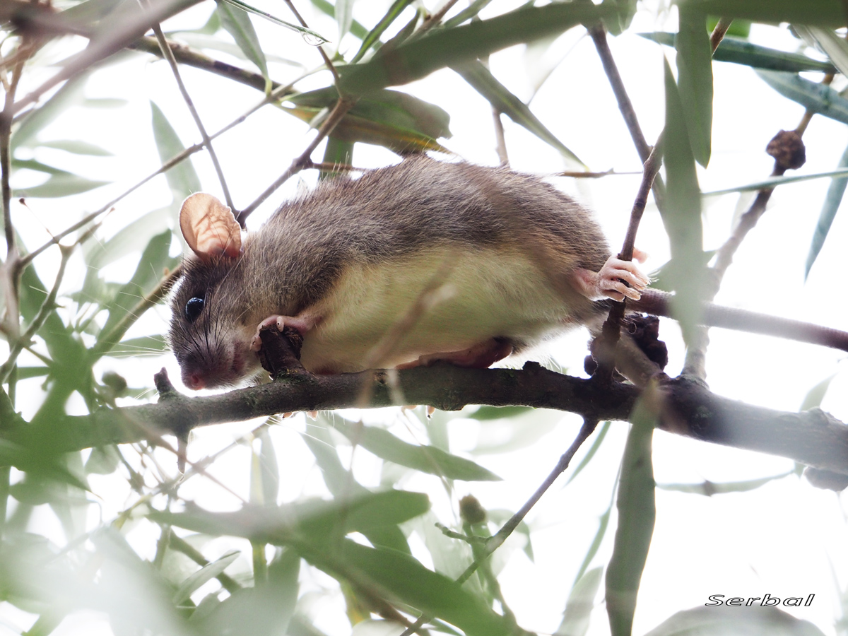 Rattus rattus (Rata campestre, rata negra) - Naturaleza Para Todos