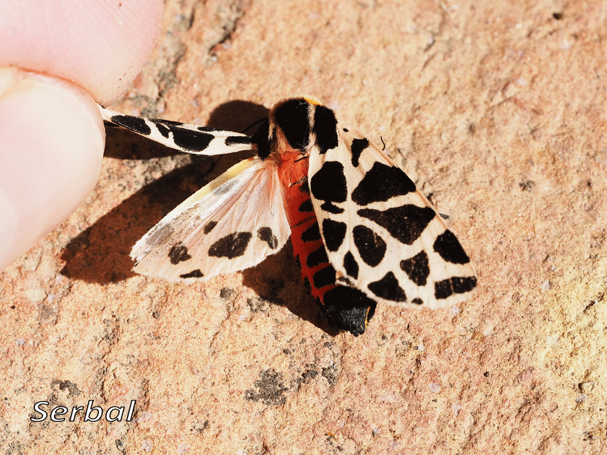 Cymbalophora Pudica Naturaleza Para Todos