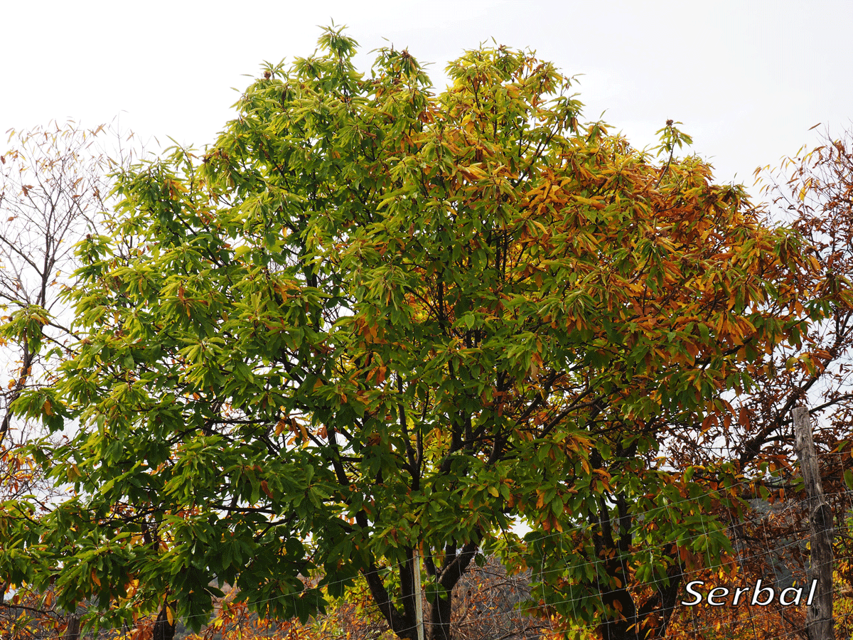 Castanea sativa (Castaño) - Naturaleza Para Todos