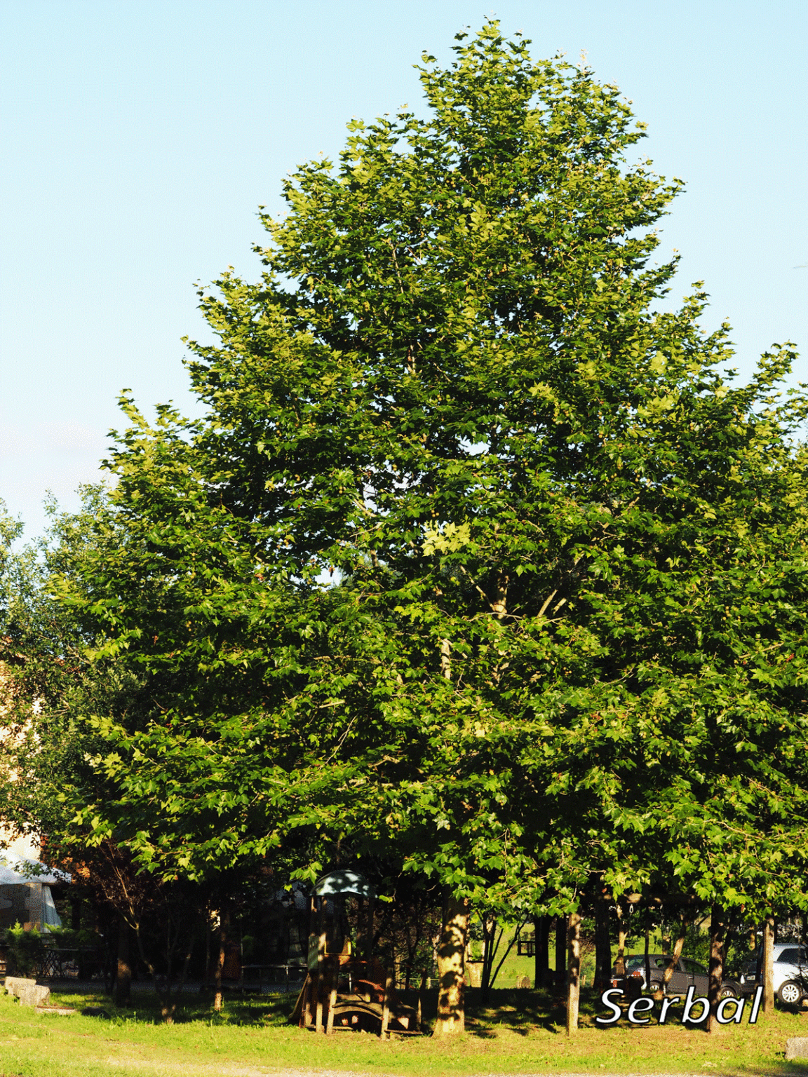 Platanus hispanica (Plátano de sombra) Naturaleza Para Todos