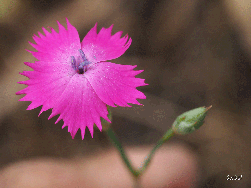 Dianthus anticarius (Clavelina, Clavellina) - Naturaleza Para Todos