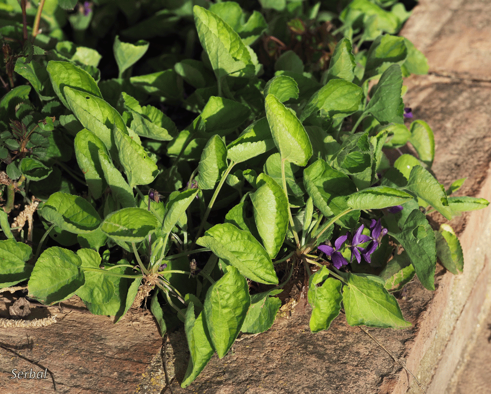 Viola odorata (Violeta común) - Naturaleza Para Todos